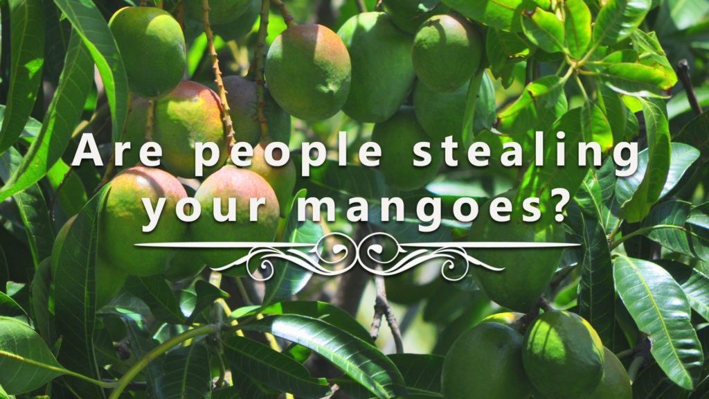 mangoes