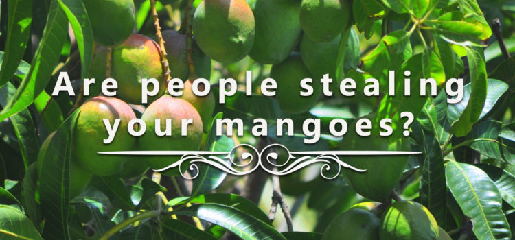 Are People Stealing Your Mangoes?